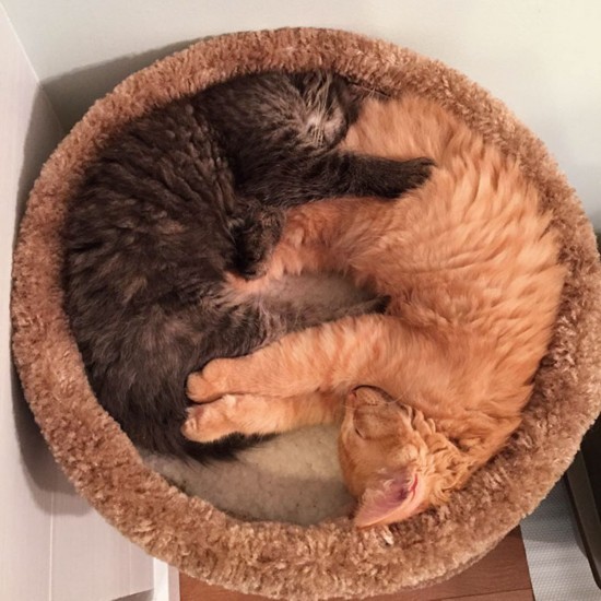 苹果版猫咪段子猫咪段子无需登录版