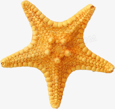 大海星苹果版大海视频苹果版下载