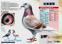 鸽友通安卓版鸽友通官方下载