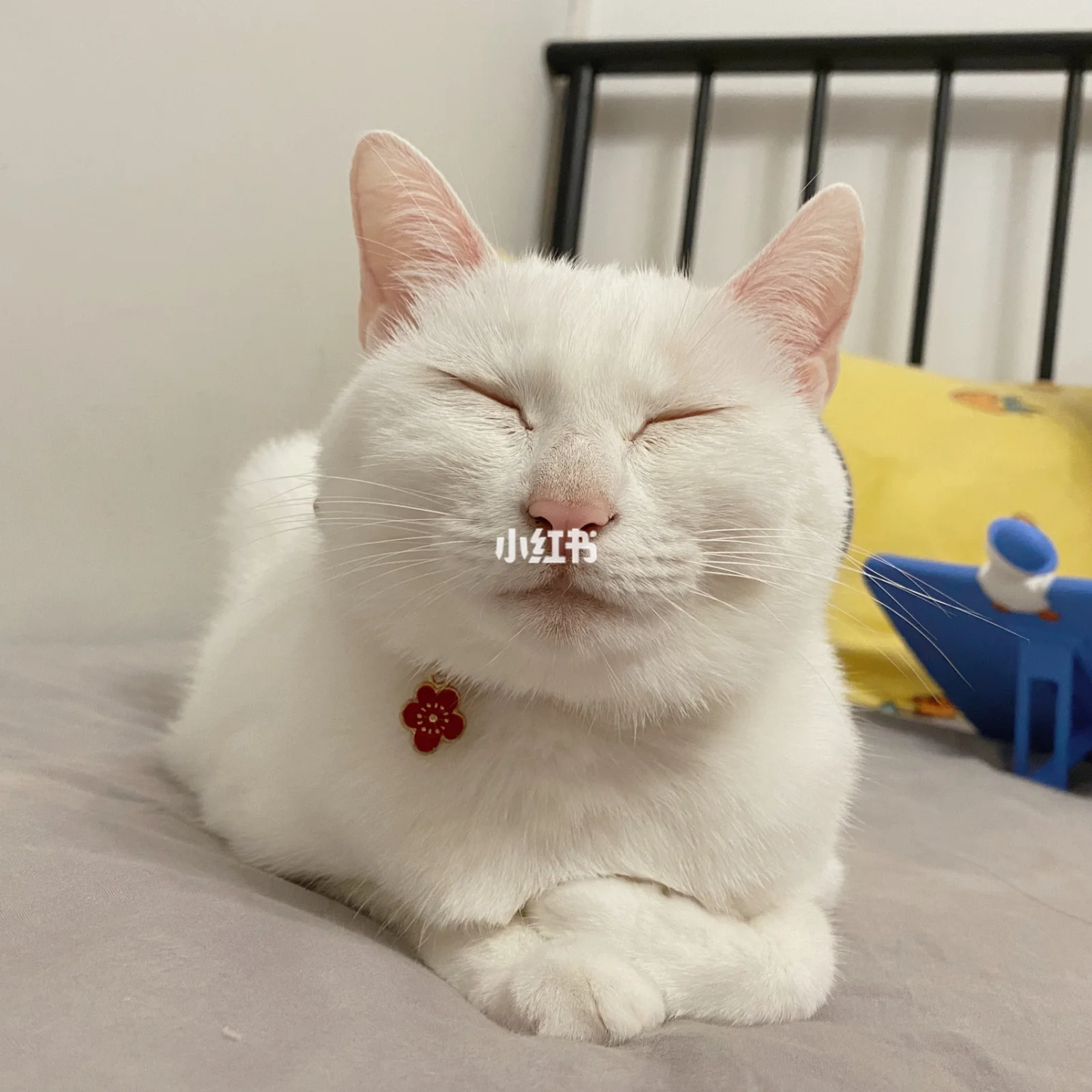 慈祥猫安卓版愤怒的小鸟手表版apk安装包